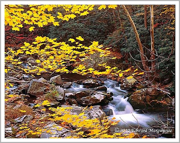 450723   Rapids and colors near Temont, GSMNP